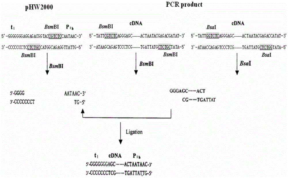 Construction and application of H9N2-subtype avian influenza virus cell high-yield vaccine strain