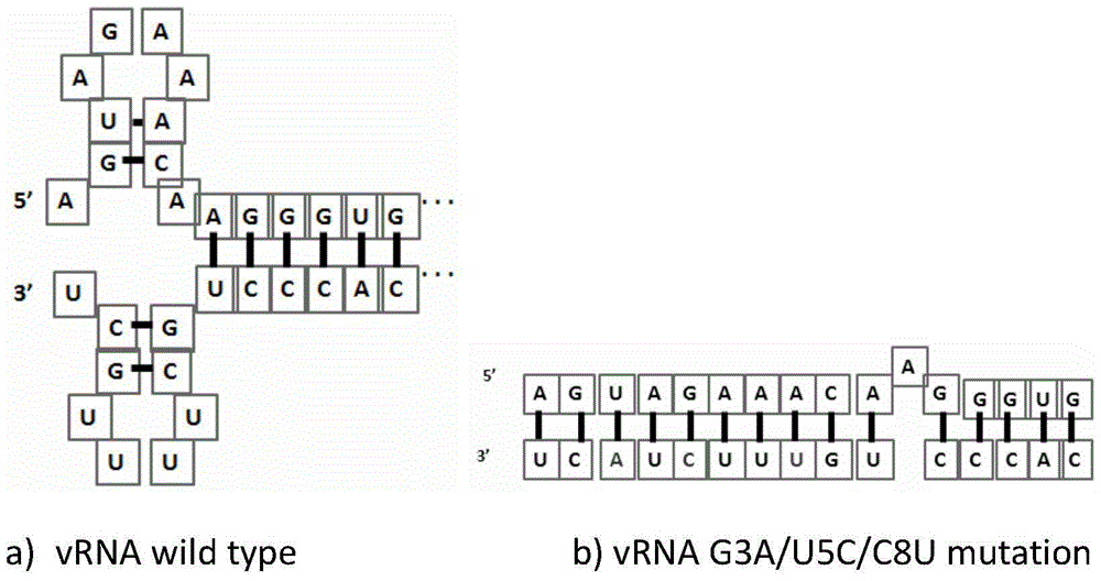 Construction and application of H9N2-subtype avian influenza virus cell high-yield vaccine strain