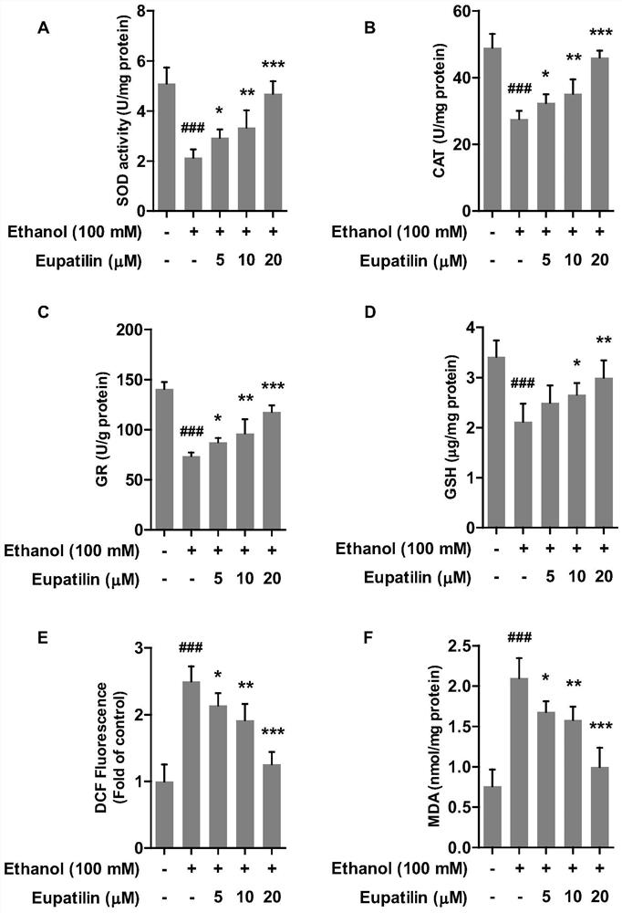 Application of euphorbitin in preparation of medicine for preventing or treating alcoholic liver diseases