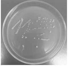 Pseudomonas and application thereof