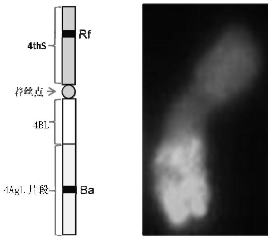 Breeding method and application of blue-marked two-line method hybrid wheat system