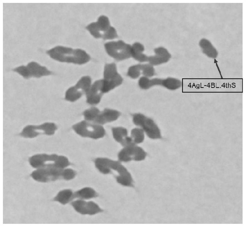 Breeding method and application of blue-marked two-line method hybrid wheat system