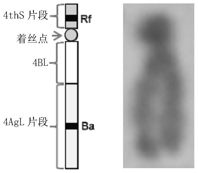 Breeding method and application of blue-marked two-line method hybrid wheat system