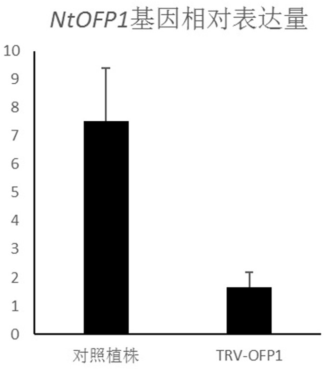 Tobacco transcription repressor protein ofp1 and its application