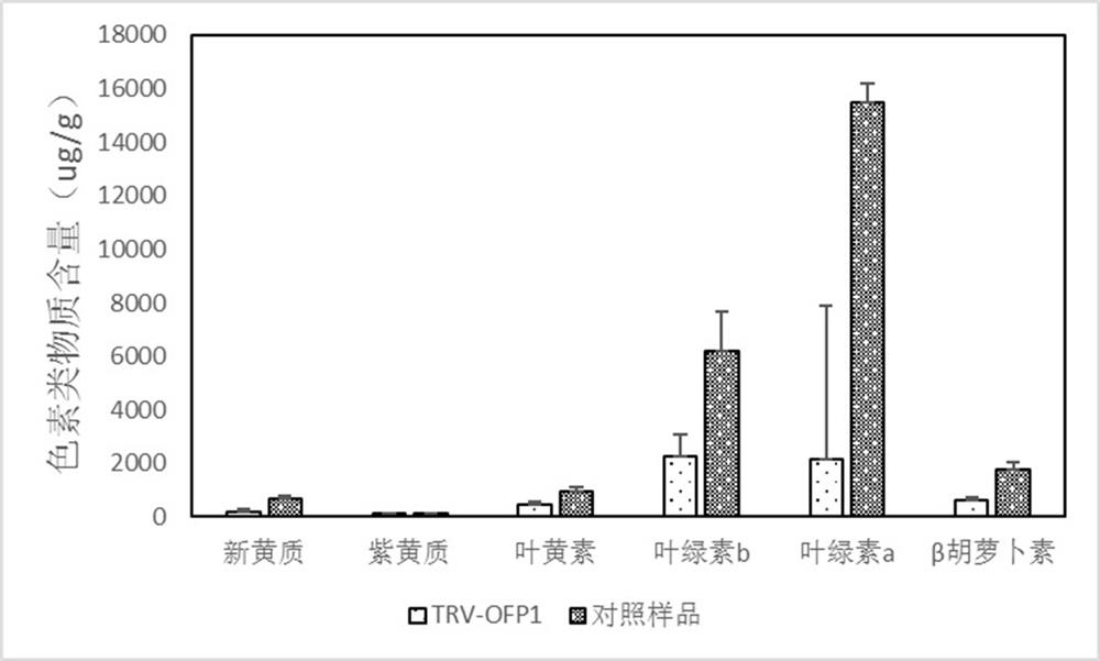 Tobacco transcription repressor protein ofp1 and its application