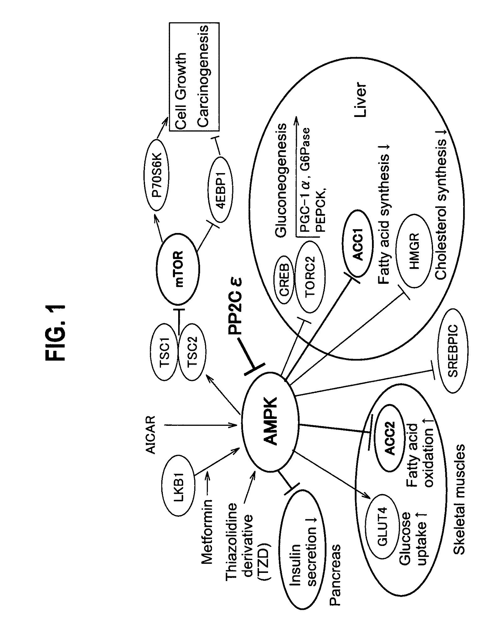 Use of protein phosphatase 2Ce (PP2Ce) having dephosphorylating action on AMPK