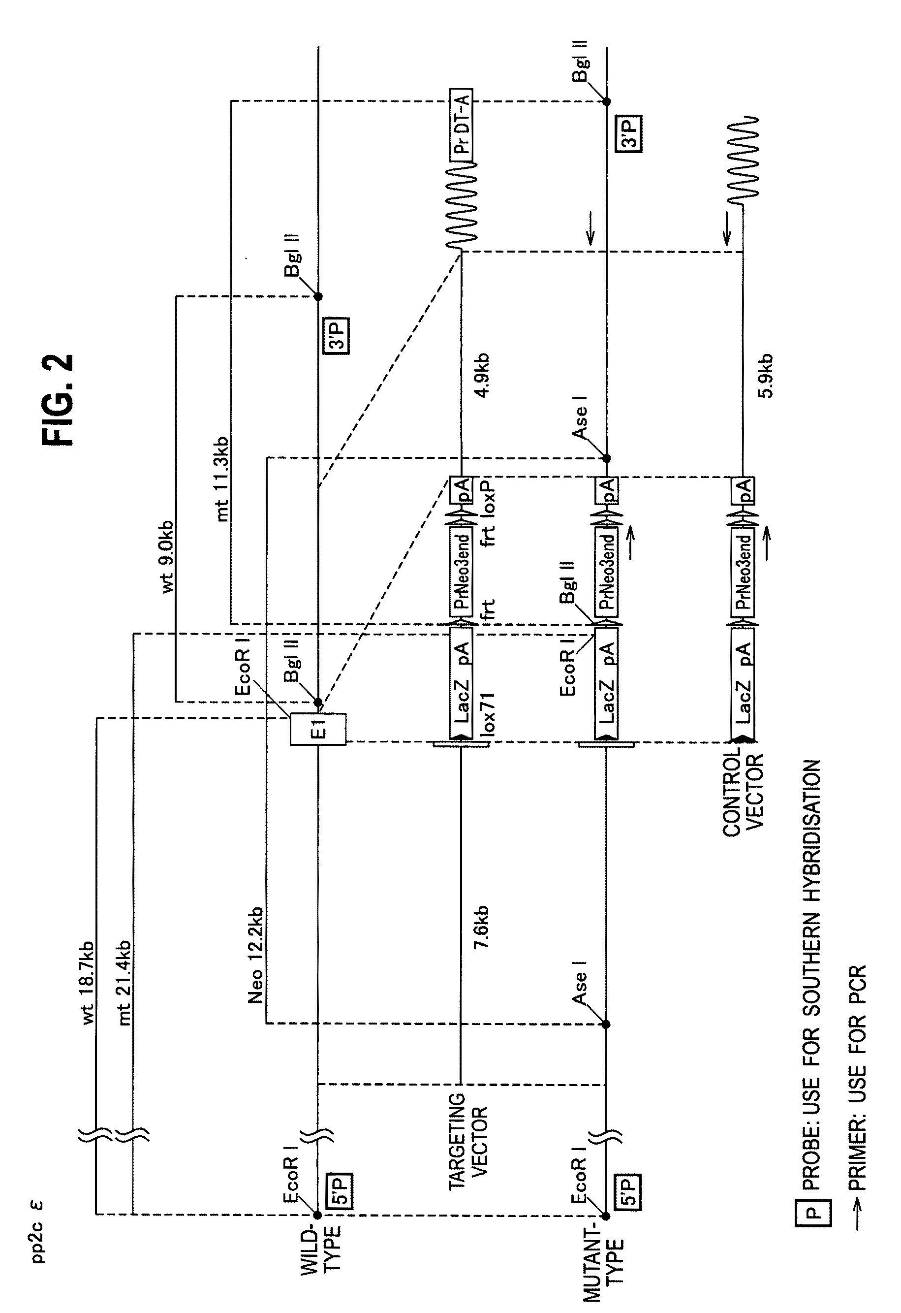 Use of protein phosphatase 2Ce (PP2Ce) having dephosphorylating action on AMPK