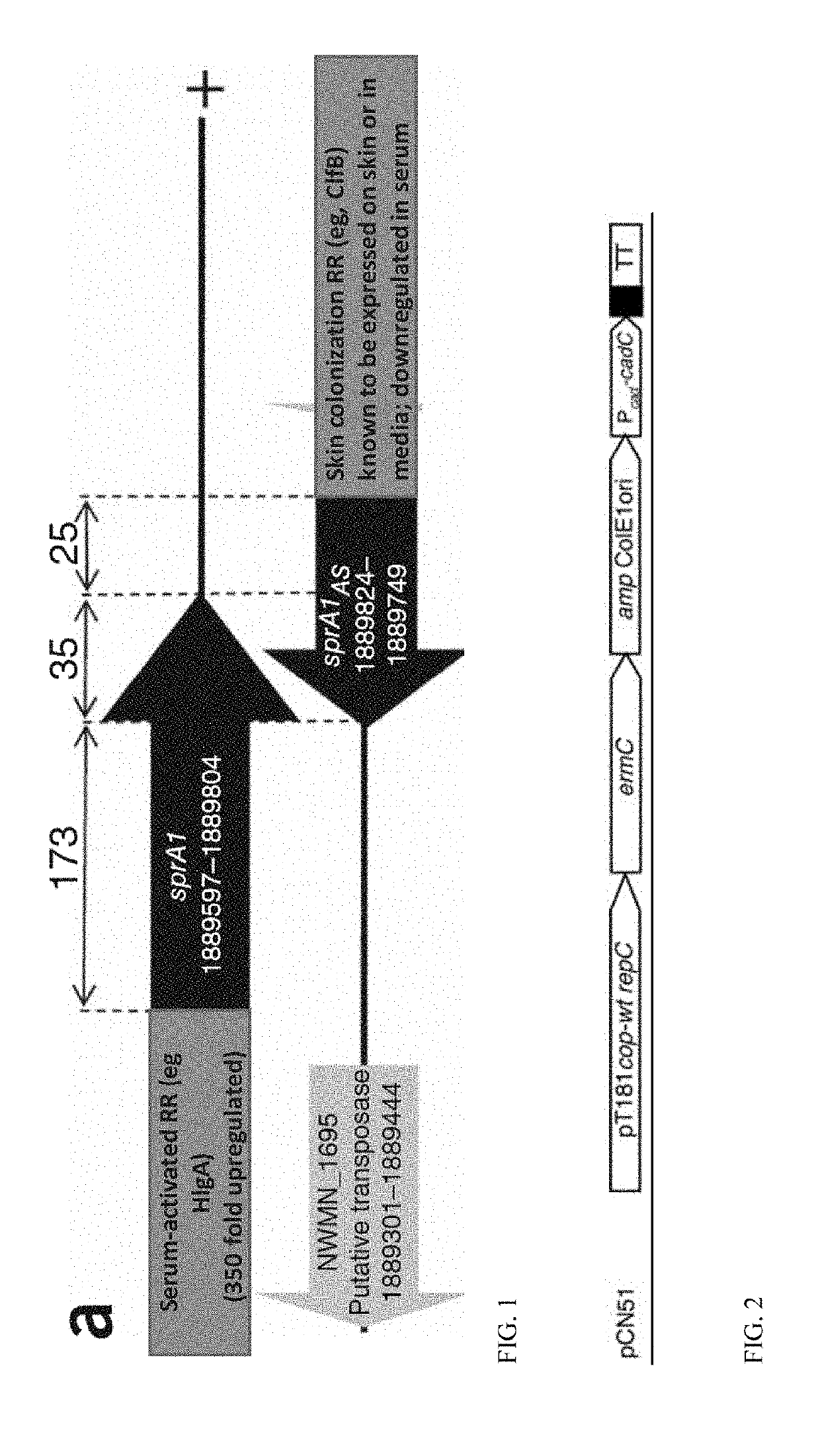 Methods and compositions to prevent microbial infection