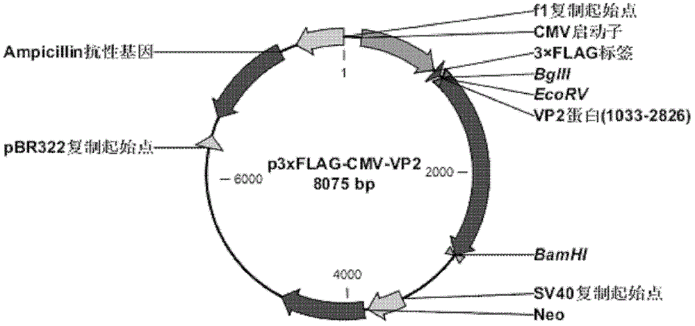 Recombinant adeno-associated virus increasing targeted transduction efficiency of adeno-associated virus, and application of recombinant adeno-associated virus