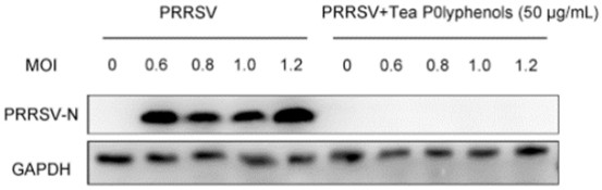 Application of Tea Polyphenols in Prevention and Treatment of PRRS