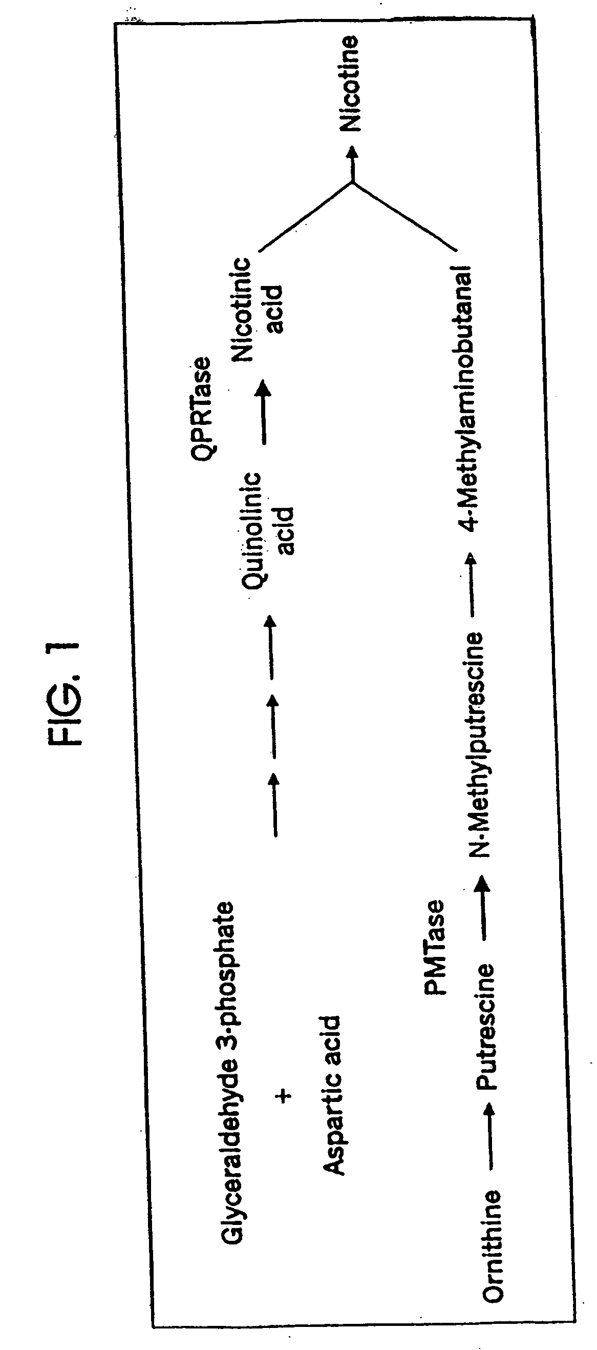 Modifying nicotine and nitrosamine levels in tobacco