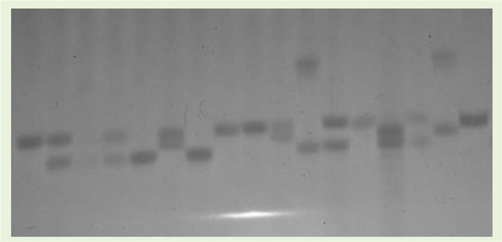 A Polymorphic Microsatellite Molecular Marker and Identification Method and Application of Portunus pelagics