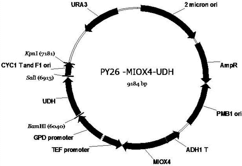 Method for producing glucaric acid by constructing recombinant saccharomyces cerevisiae and fermenting