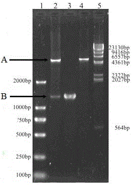 Construction of engineered strain capable of efficiently expressing phytase