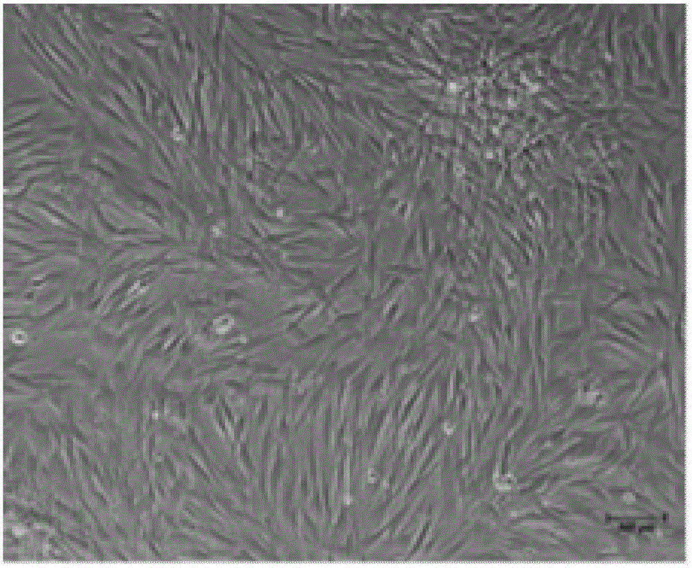 Pelodiscus sinensis heart cell continuous cell line and establishing method and ultra-low-temperature cryopreservation method thereof