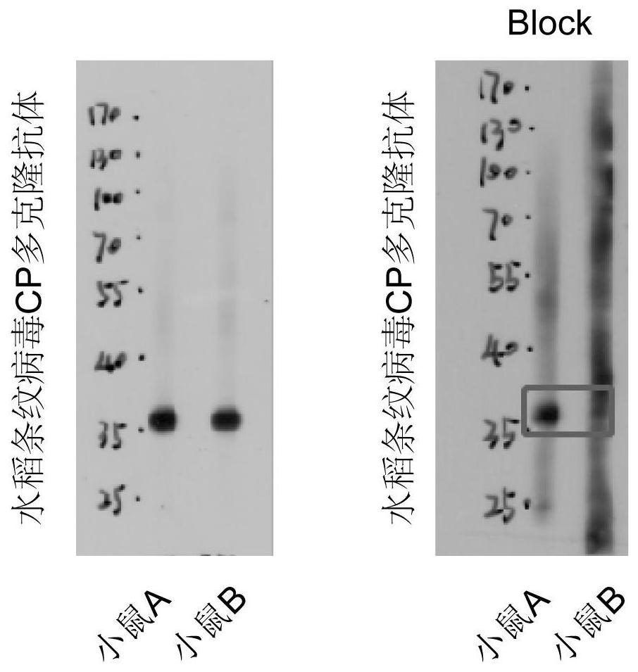 Polyclonal antibody of rice stripe virus nucleocapsid protein as well as preparation method and application thereof