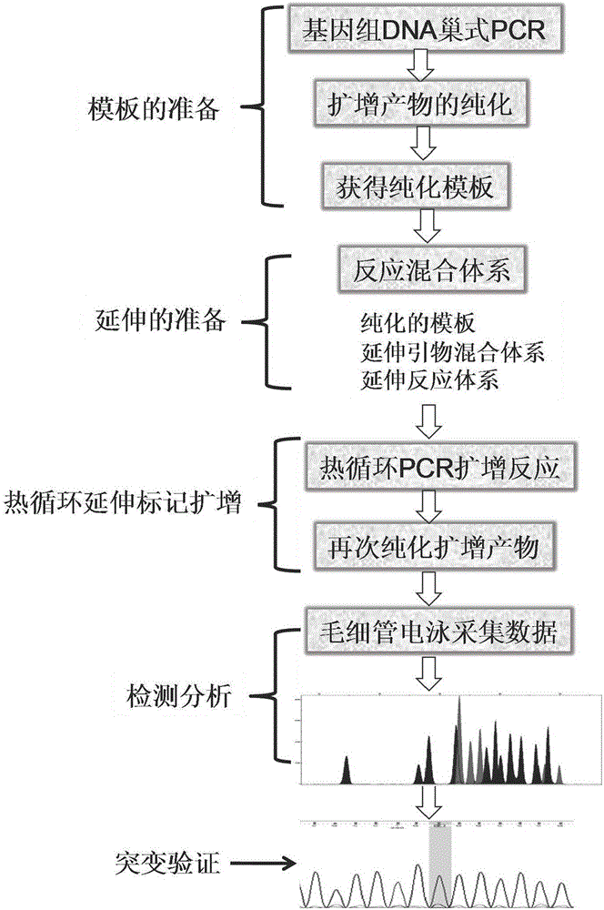 Congenital adrenal hyperplasia gene screening kit, screening method and application thereof