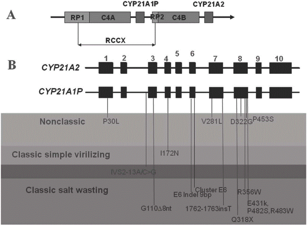 Congenital adrenal hyperplasia gene screening kit, screening method and application thereof