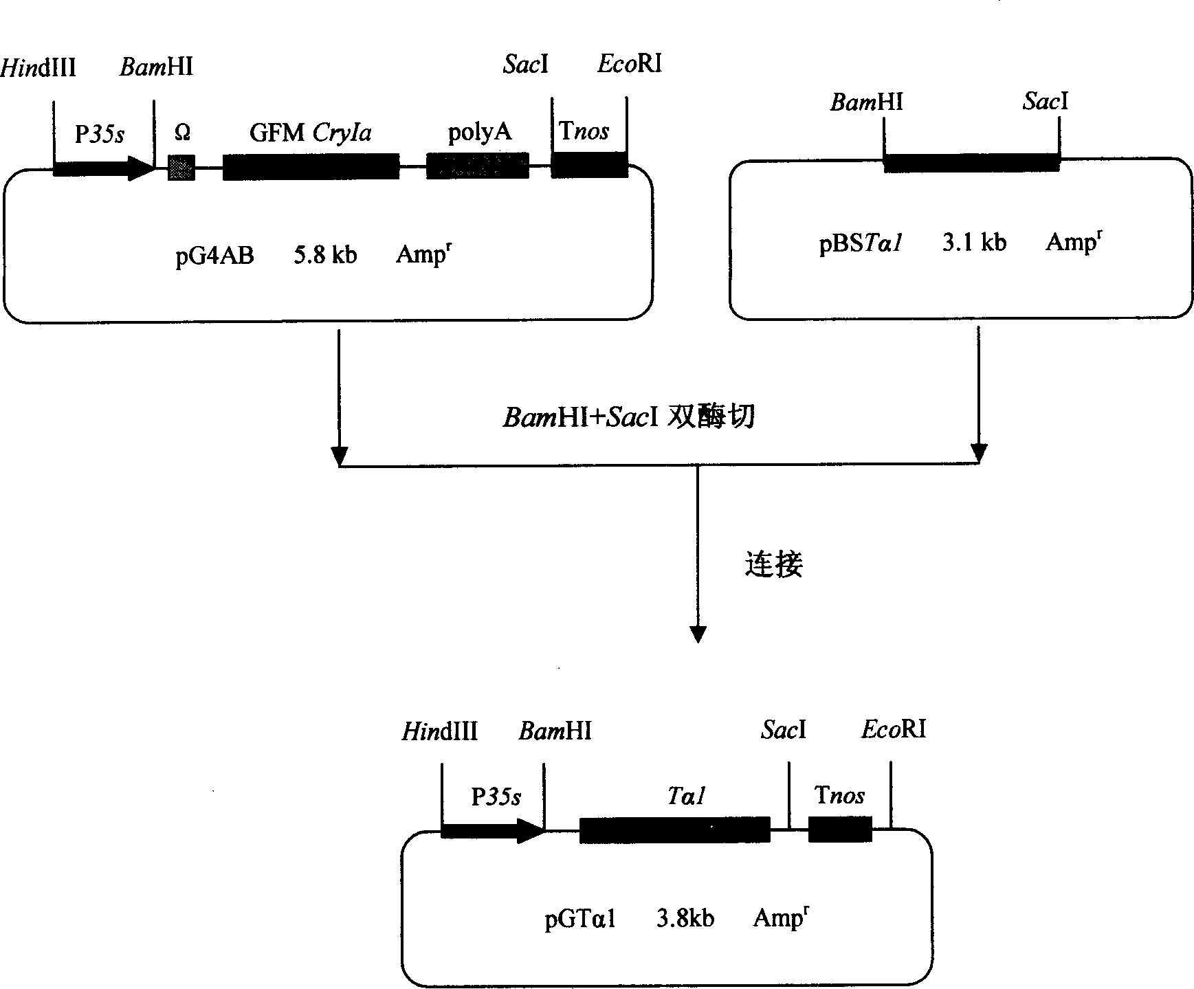 Method for producing human thymosin alphal utilizing transgenic tomato