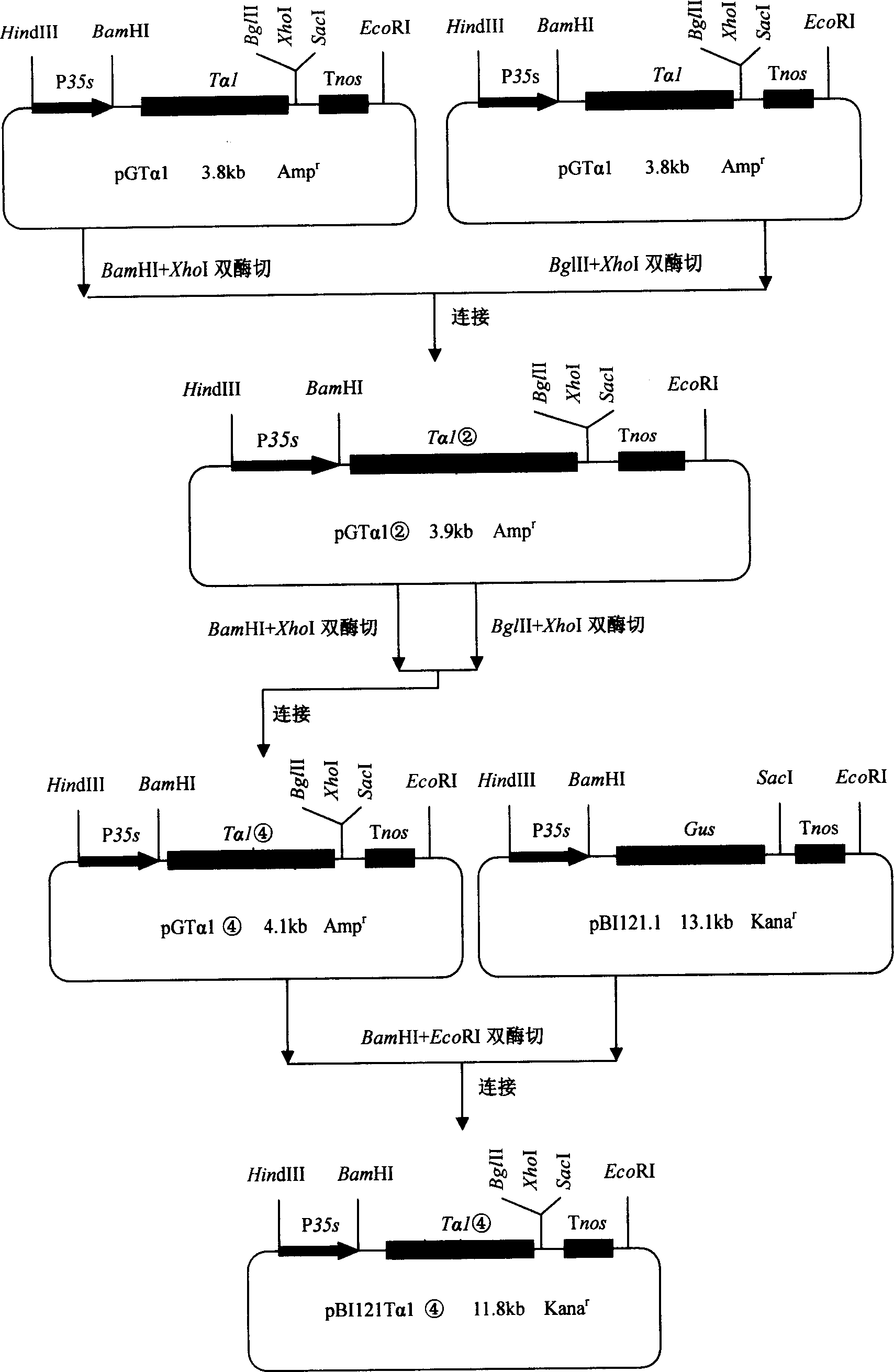 Method for producing human thymosin alphal utilizing transgenic tomato