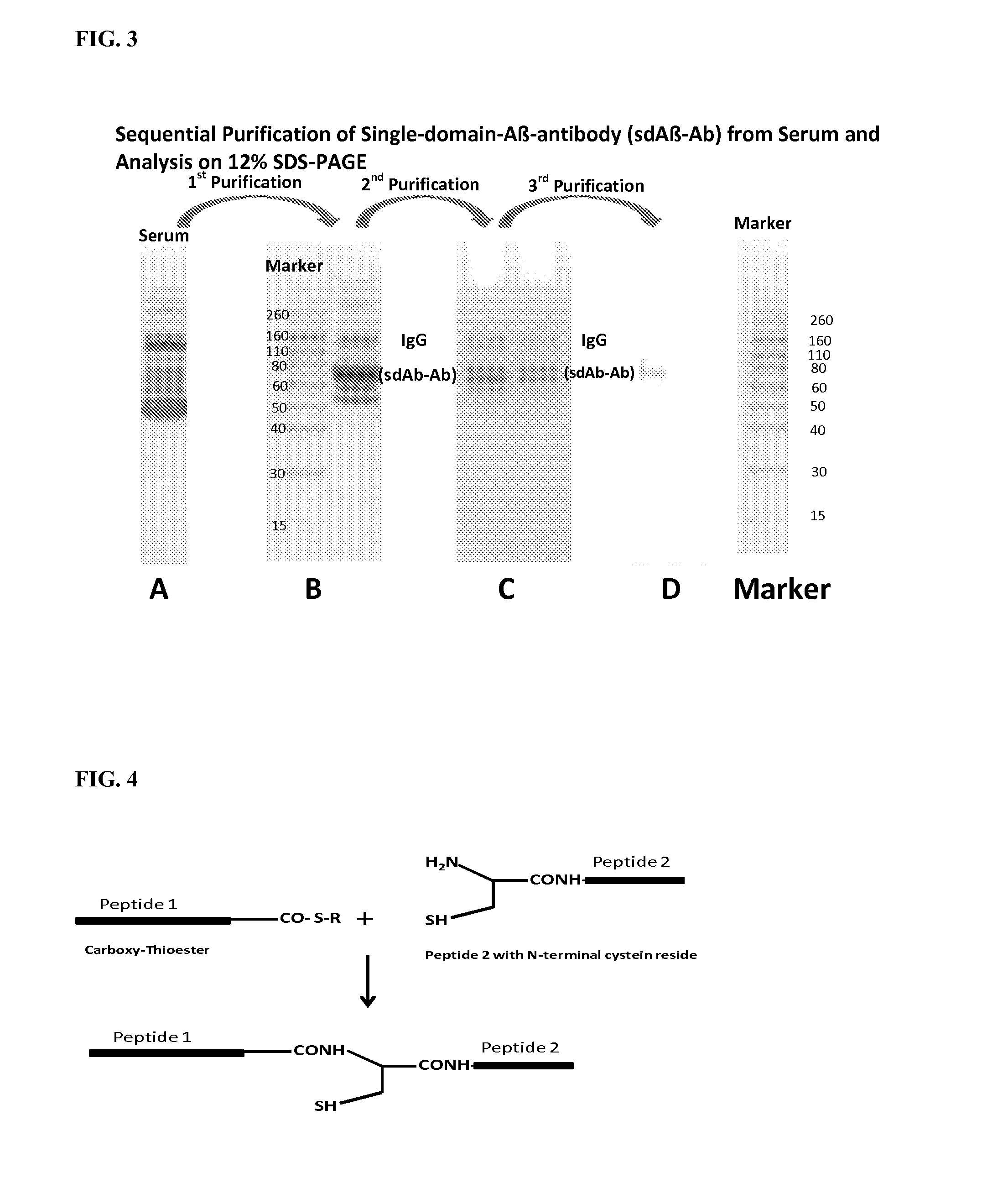 Blood-brain barrier permeable peptide compositions