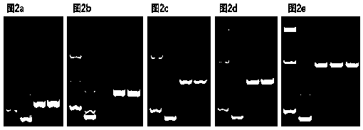 Construction method and application of recombinant porcine reproductive and respiratory syndrome virus expressing African swine fever virus p30 protein