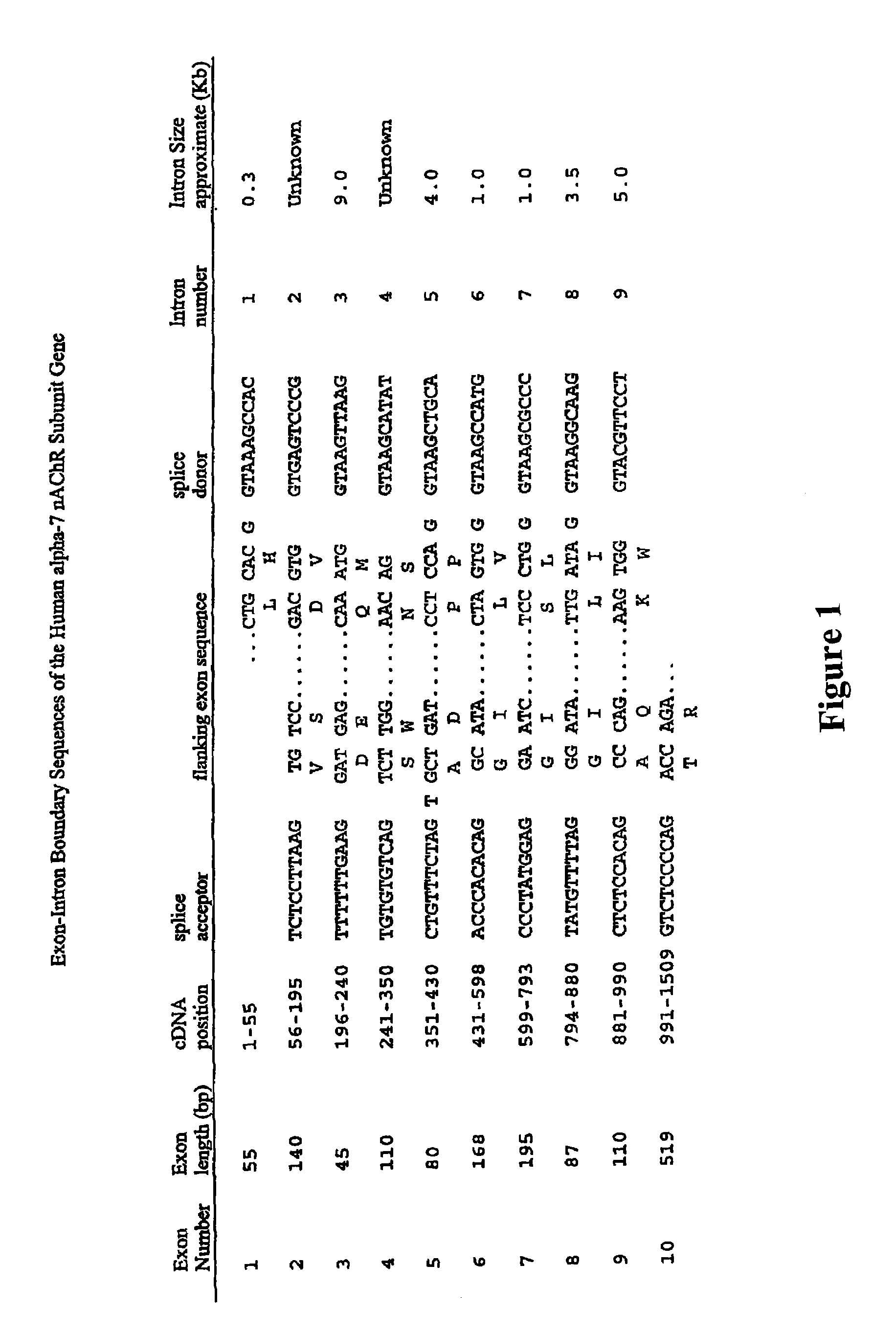 Promoter variants of the alpha-7 nicotinic acetylcholine receptor