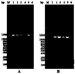 High-throughput anti-echinococcosis drug screening method based on echinococcus microtubulin as targets