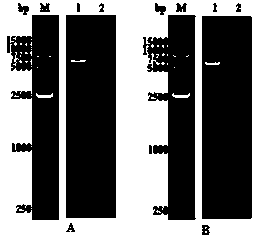 High-throughput anti-echinococcosis drug screening method based on echinococcus microtubulin as targets