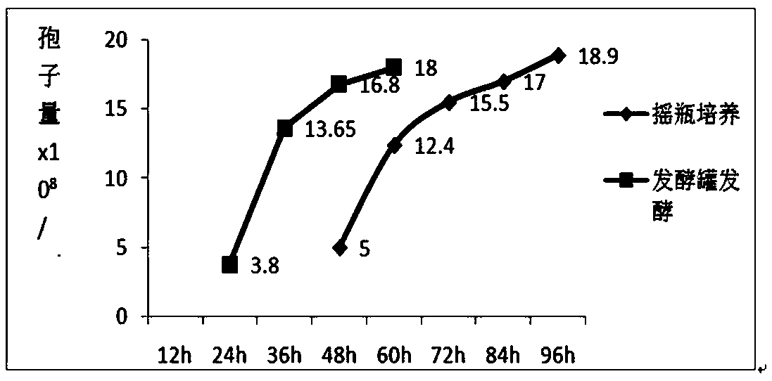 Fermenting medium and method for producing spores by liquid submerged fermentation of Purpureocillium lilacinum