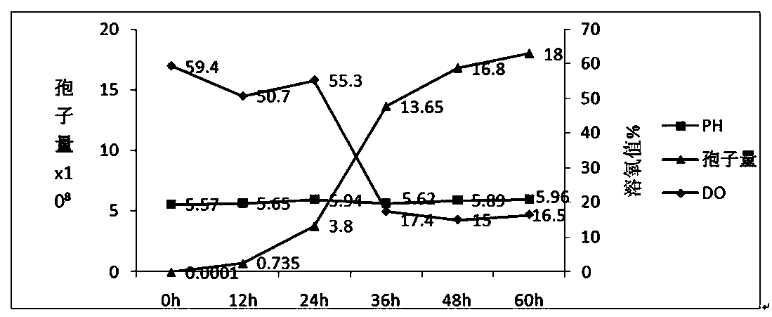 Fermenting medium and method for producing spores by liquid submerged fermentation of Purpureocillium lilacinum