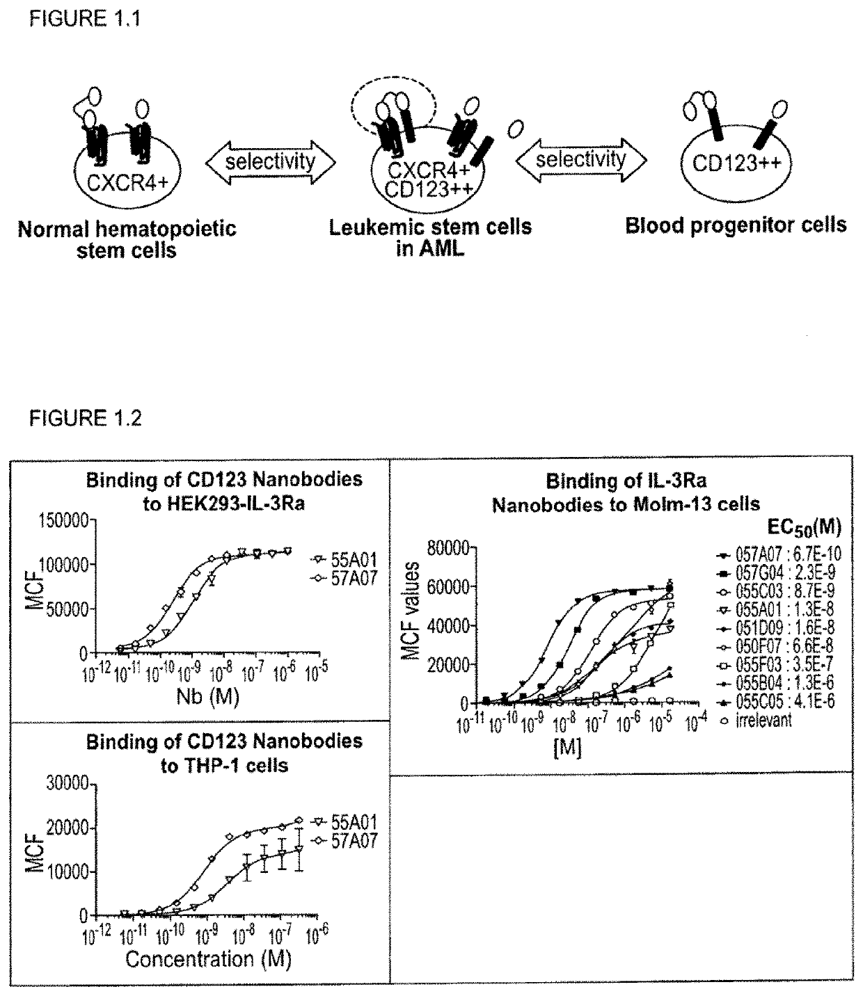 Bispecific nanobodies