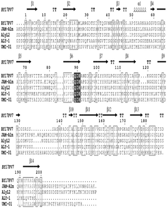 Novel alginate lyase BY17PV7 and application thereof