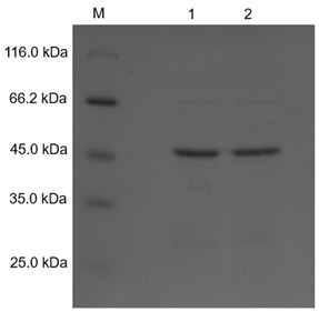 Novel alginate lyase BY17PV7 and application thereof