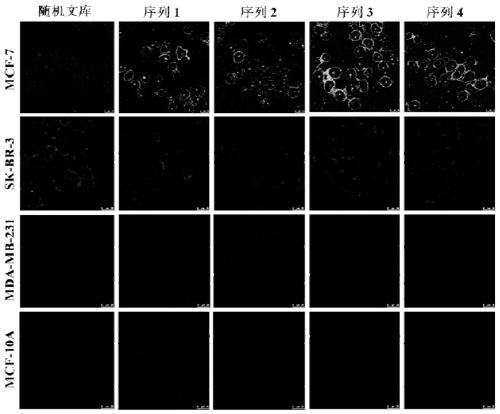 DNA nucleic acid aptamer specifically binding to human breast cancer cell mcf-7 and its application