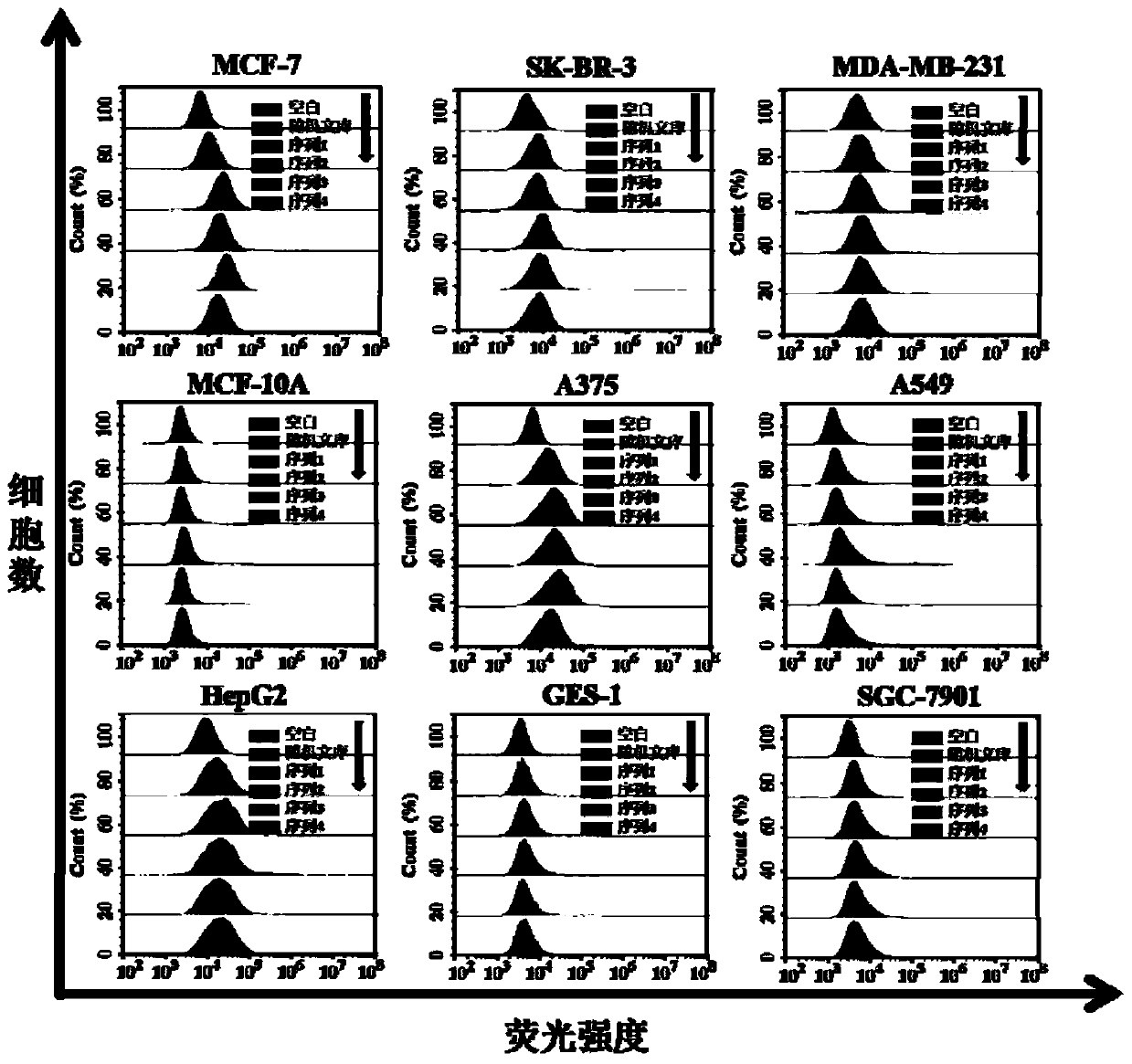 DNA nucleic acid aptamer specifically binding to human breast cancer cell mcf-7 and its application