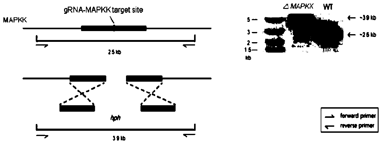 Naringenin production method based on phomopsis cell fermentation