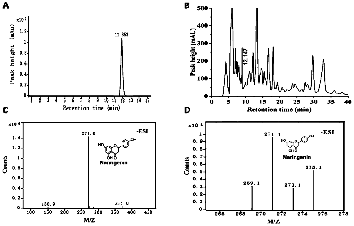 Naringenin production method based on phomopsis cell fermentation