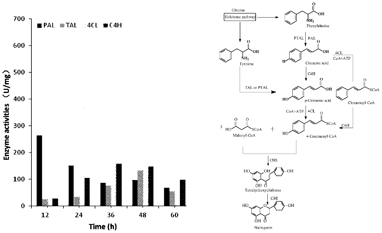 Naringenin production method based on phomopsis cell fermentation