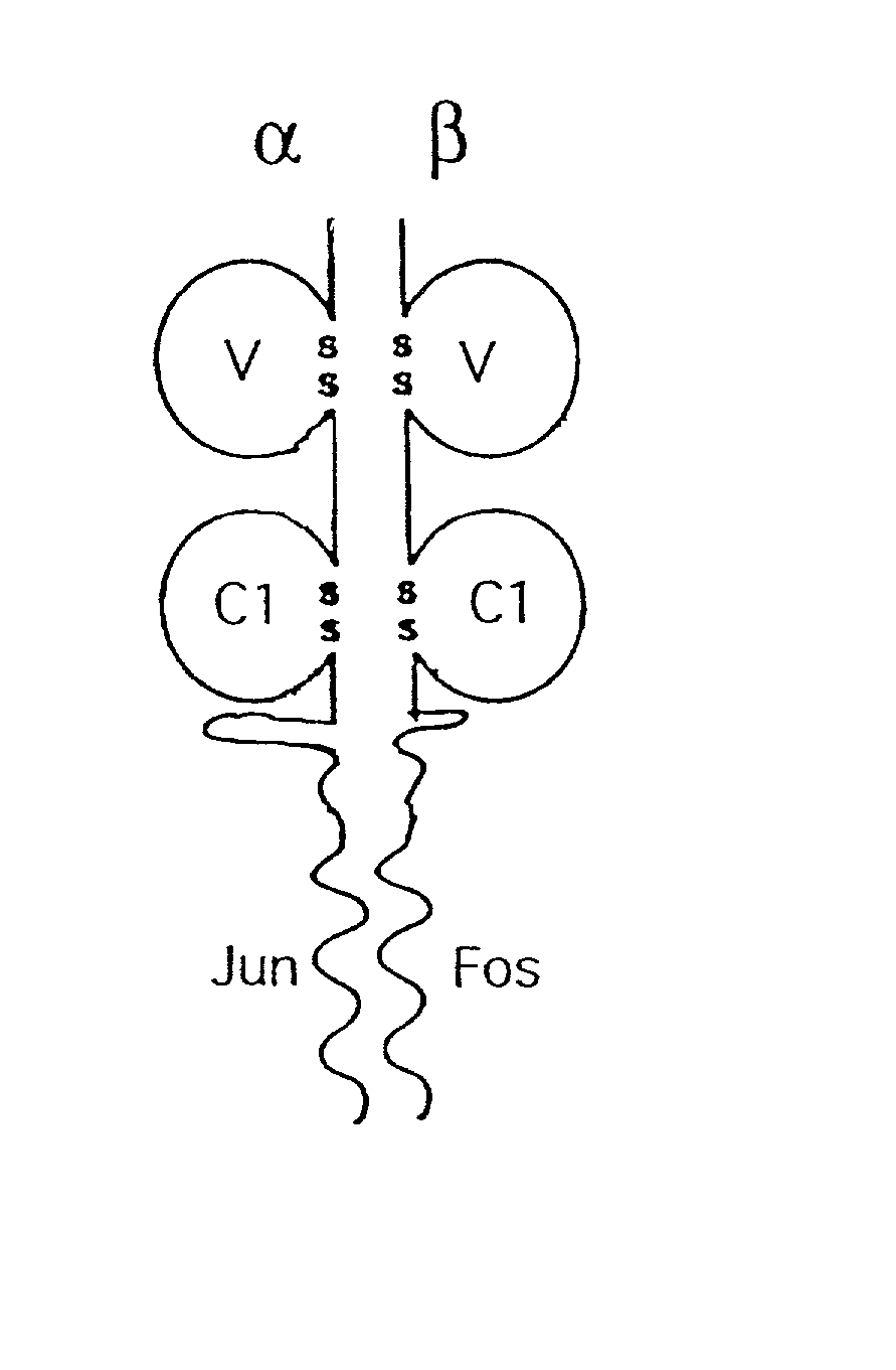 Soluble T cell receptor