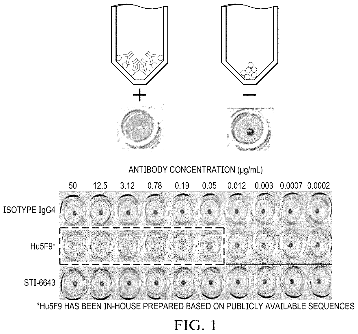 Compositions and Methods Comprising an Anti-CD47 Antibody in Combination with a Tumor Targeting Antibody