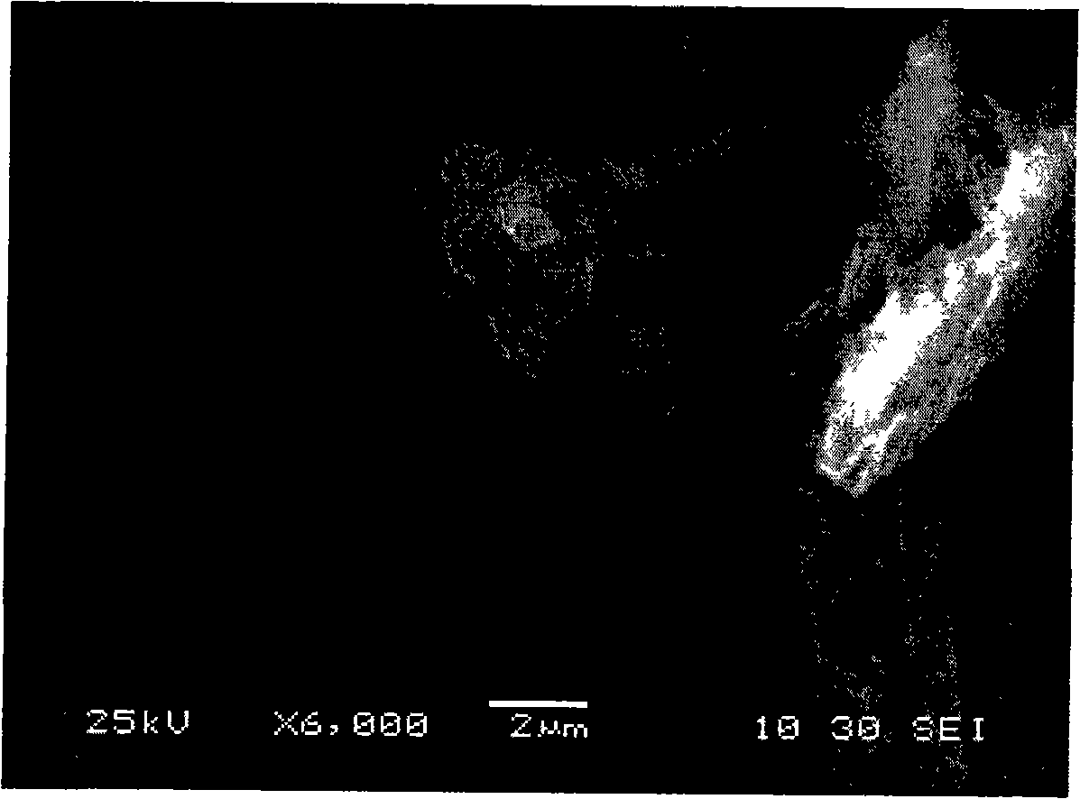 Tetrapod zinc oxide whisker coated with functional layer and preparation thereof