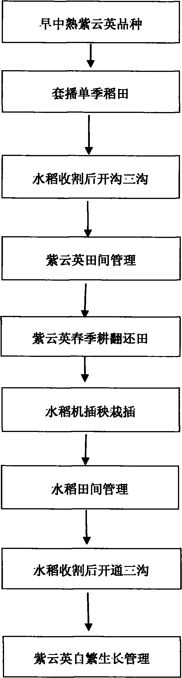 Once-sowing perennial self-production method of milk vetch in mechanically-transplanted single cropping rice field