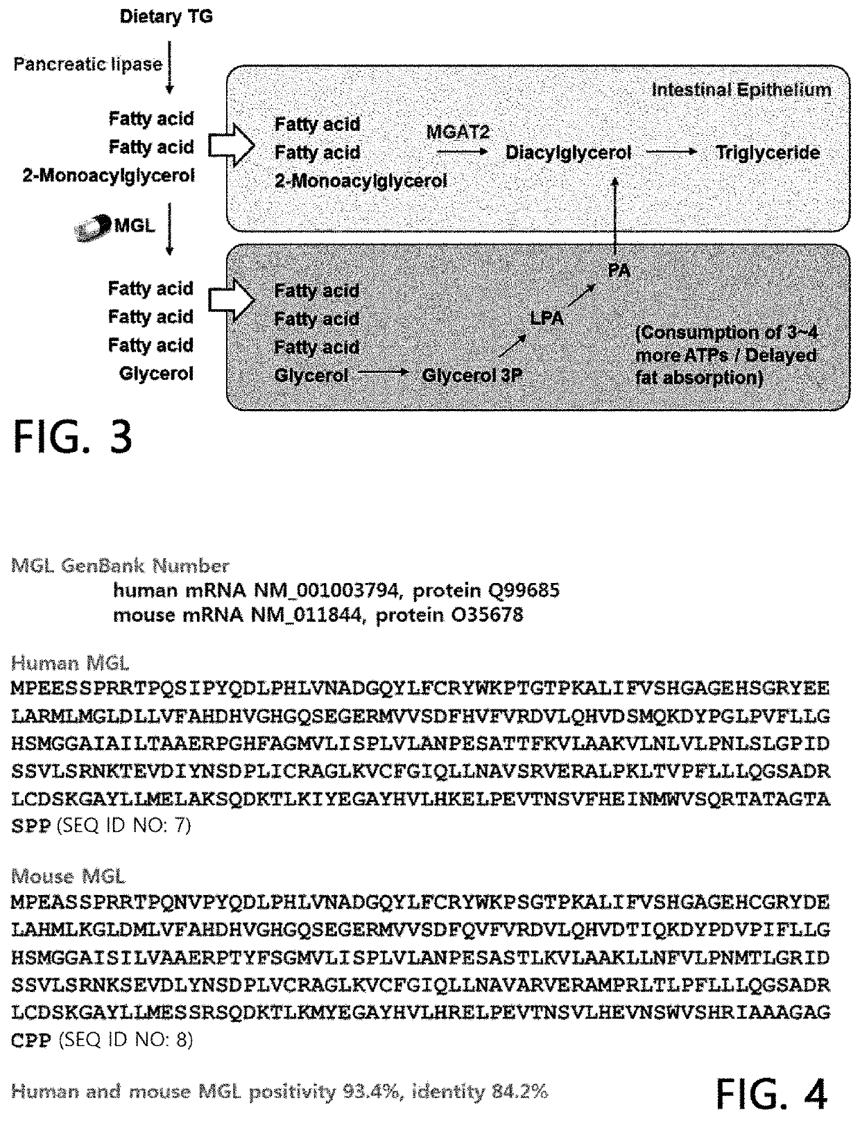 Method for treatment of liver steatosis or non-alcoholic fatty liver by using 2-monoacylglycerol cleaving enzyme