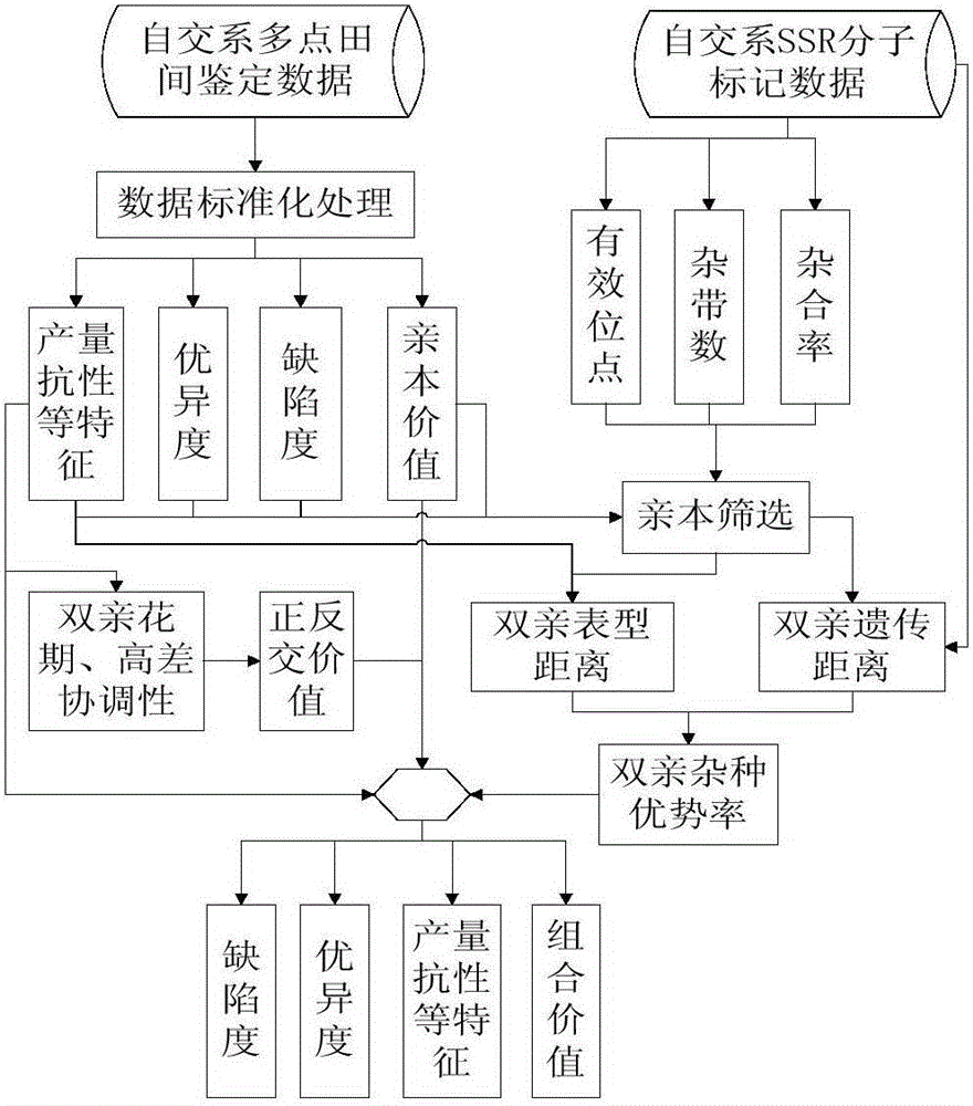 Selfing line SSR (Simple Sequence Repeat) and phenotype information based corn hybrid combination method and system