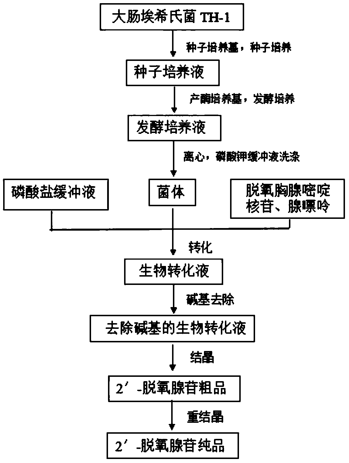 Method for converting escherichia coli to produce 2'-deoxyadenosine