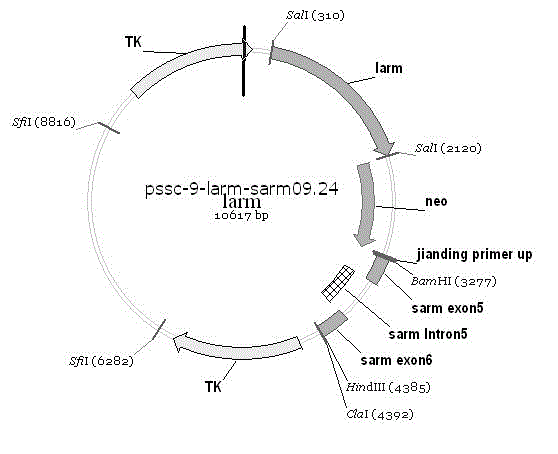 Porcine reproductive and respiratory syndrome virus receptor CD163 knock-out swine and cultivation method thereof