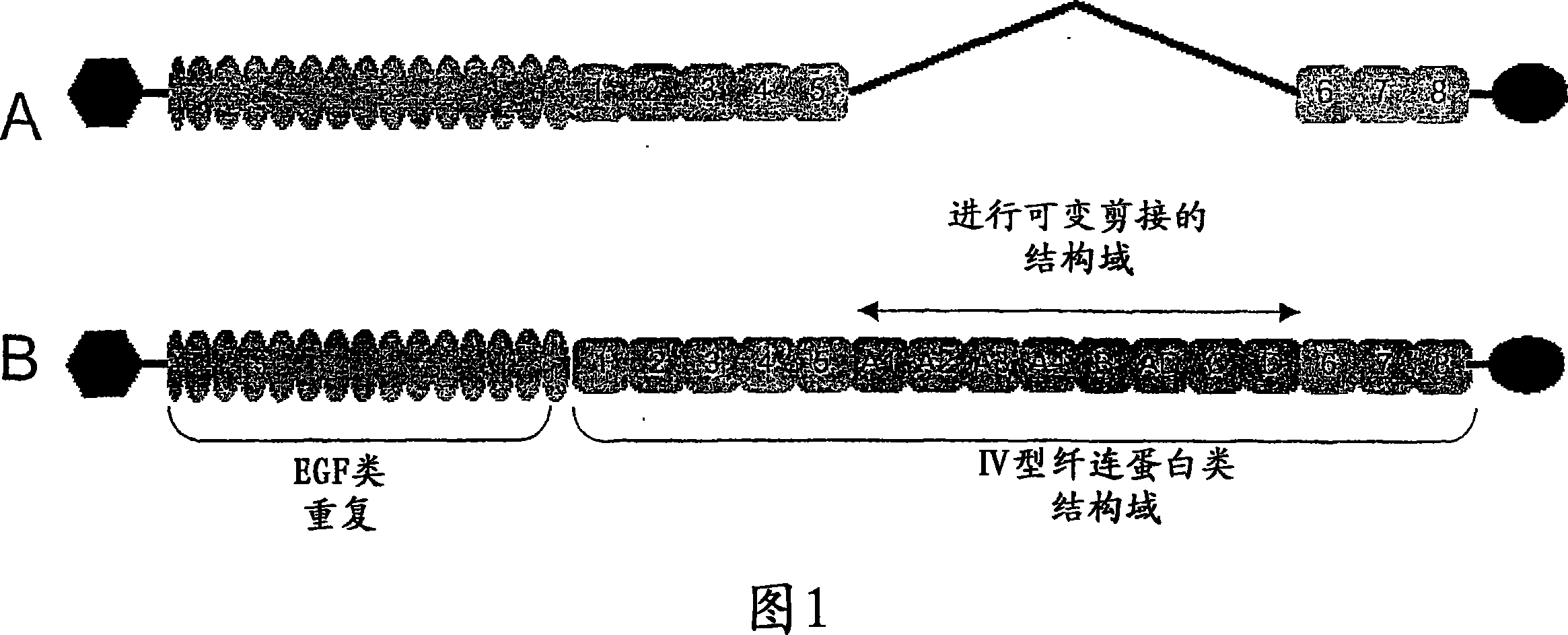 Antibodies against tenascin-c