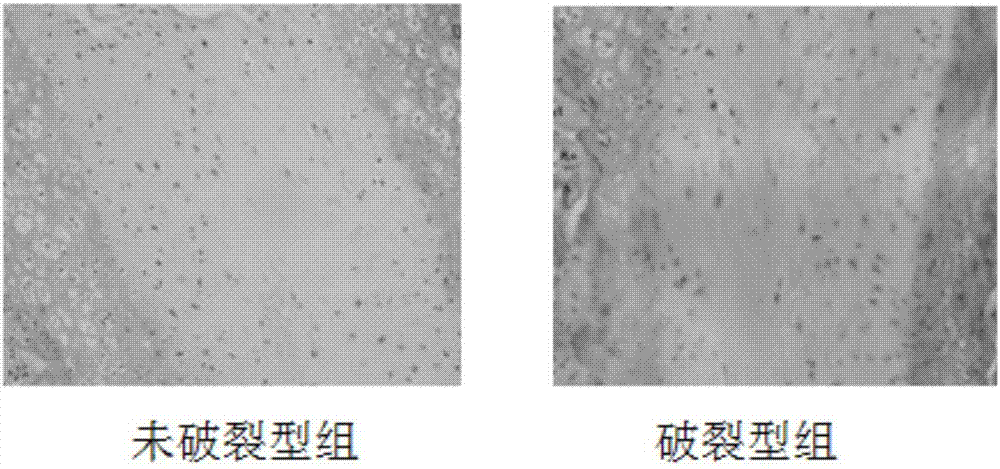 Building method of animal model of ruptured lumbar intervertebral disc protrusion