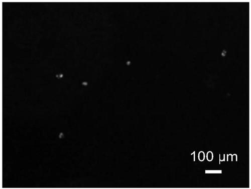 Simple and easy trace cell culture and counting device and manufacturing method of device